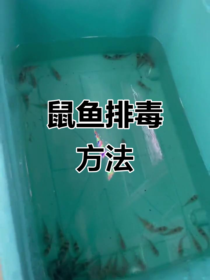 鼠鱼排毒技巧大揭秘,如何处理老鼠鱼的毒素问题