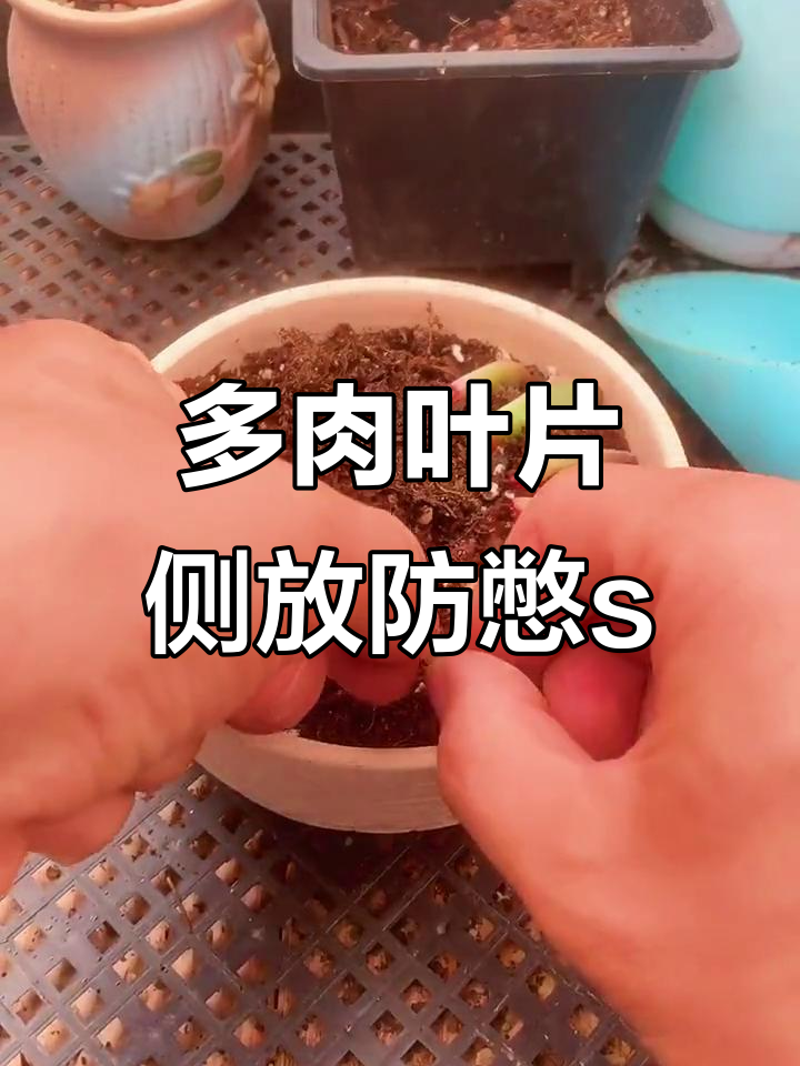 叶插多肉小技巧:如何避免新苗憋死