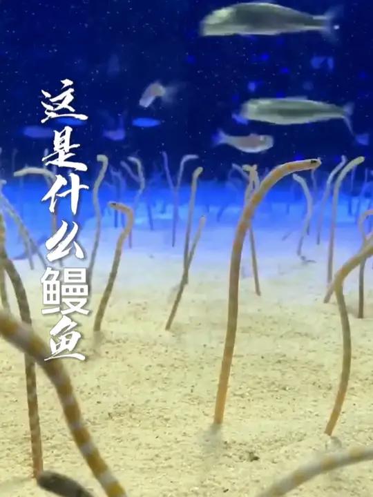 带你认识各种鳗鱼
