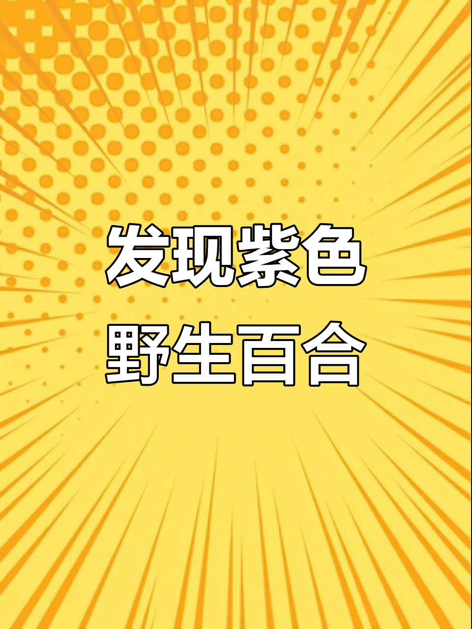 山顶石头缝里的紫色野生百合,美得让人惊艳!