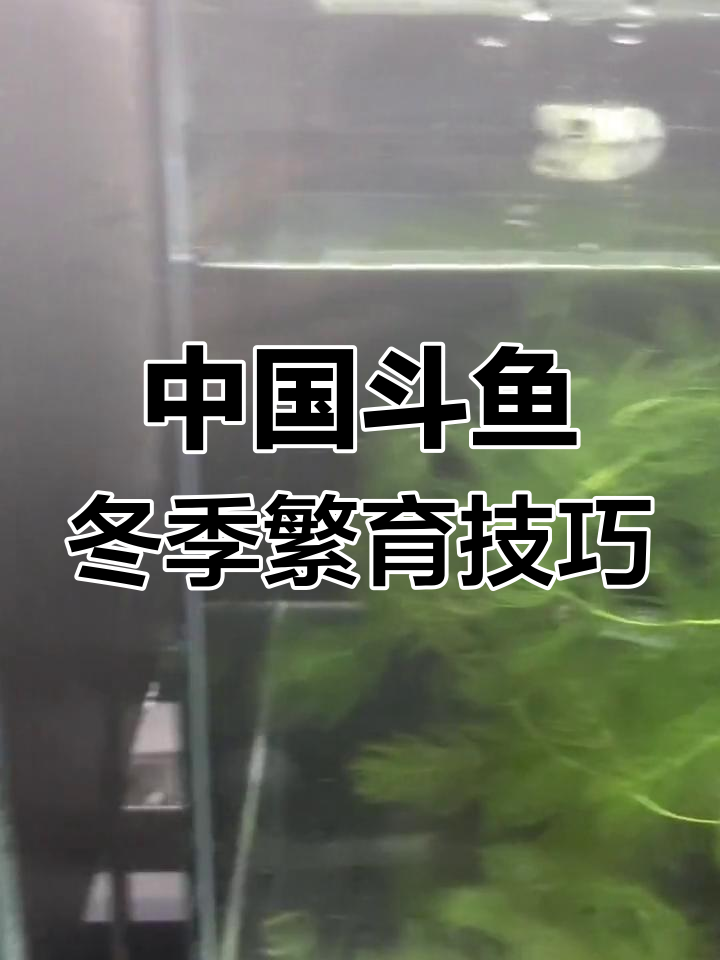 冬季繁殖中国斗鱼,如何调节水温与挑选种鱼