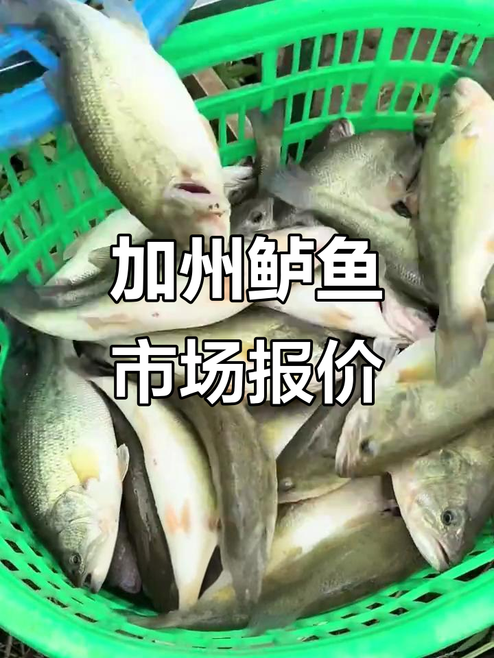 10月加州鲈鱼价格行情，一手信息大揭秘