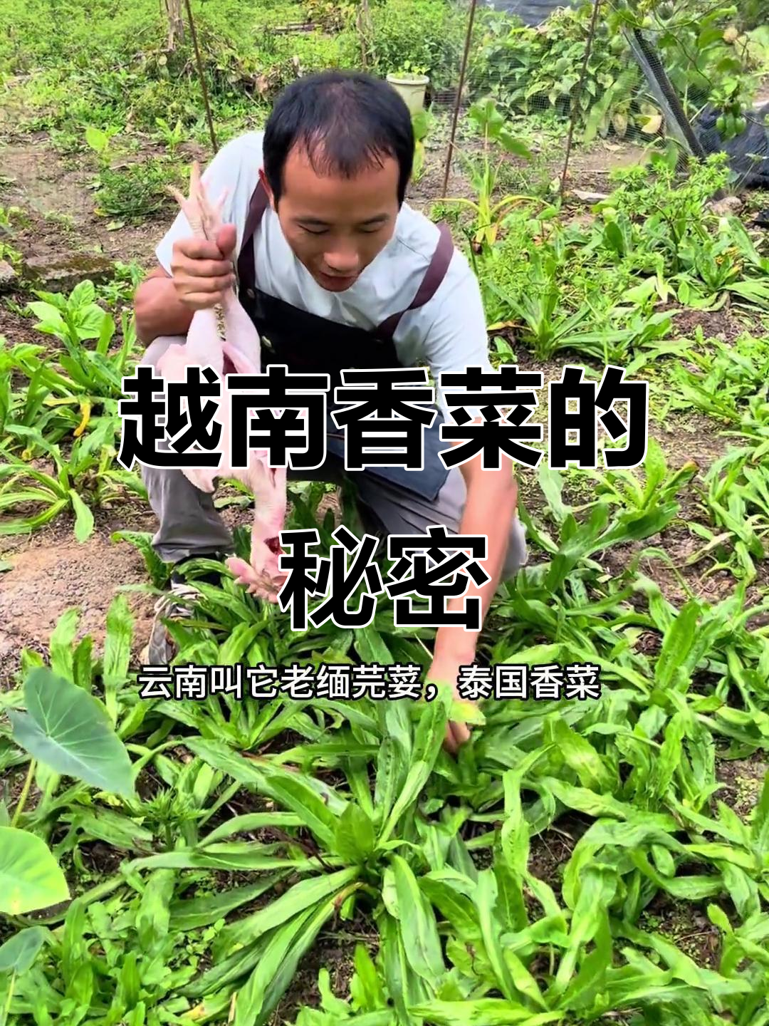 华南野香菜:广东、广西、云南的独特美味,你尝过吗?