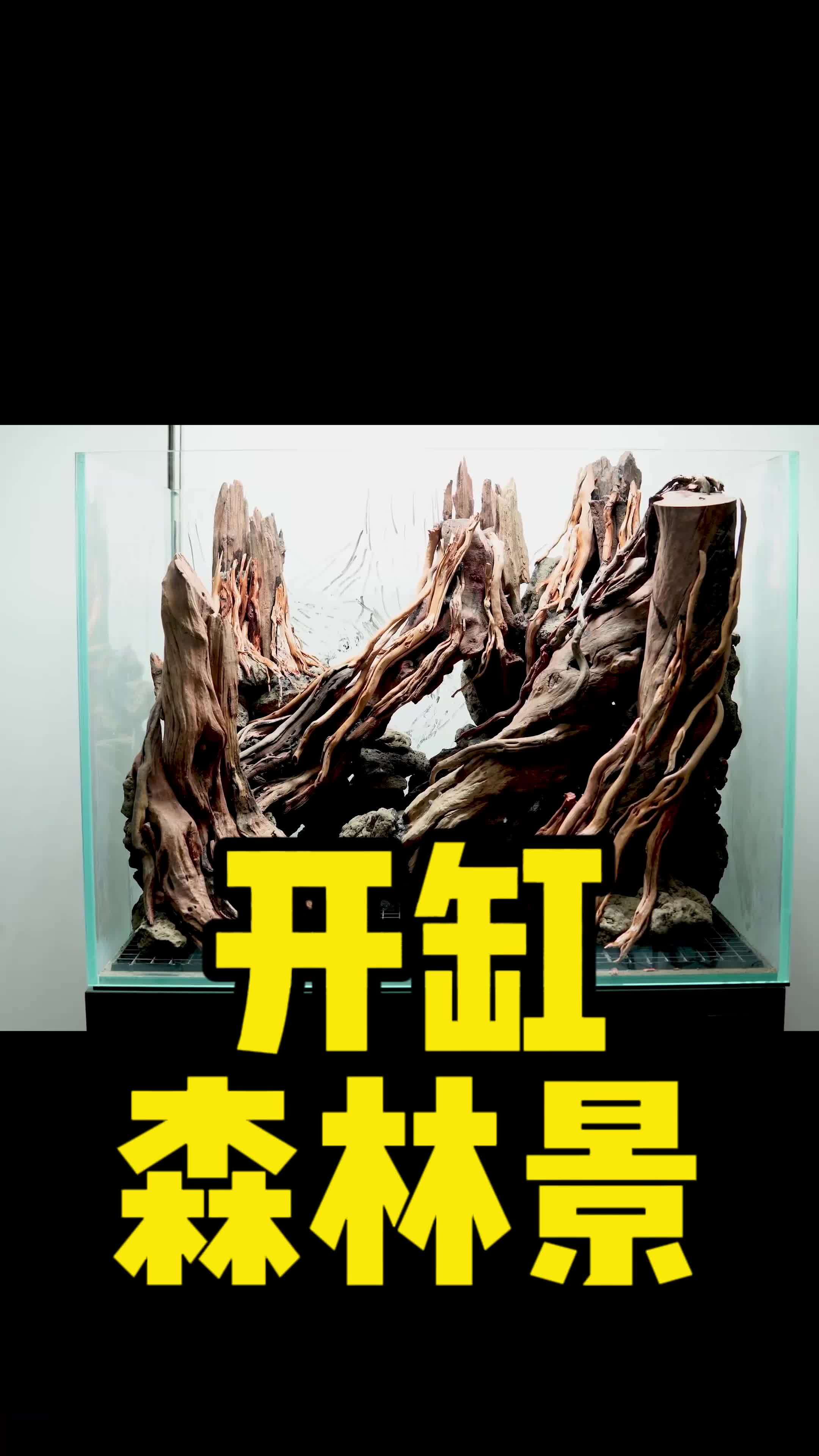 这次造景的风格是森林景,家人们跟着我一起开缸啊!水族 水草缸 沉木造景