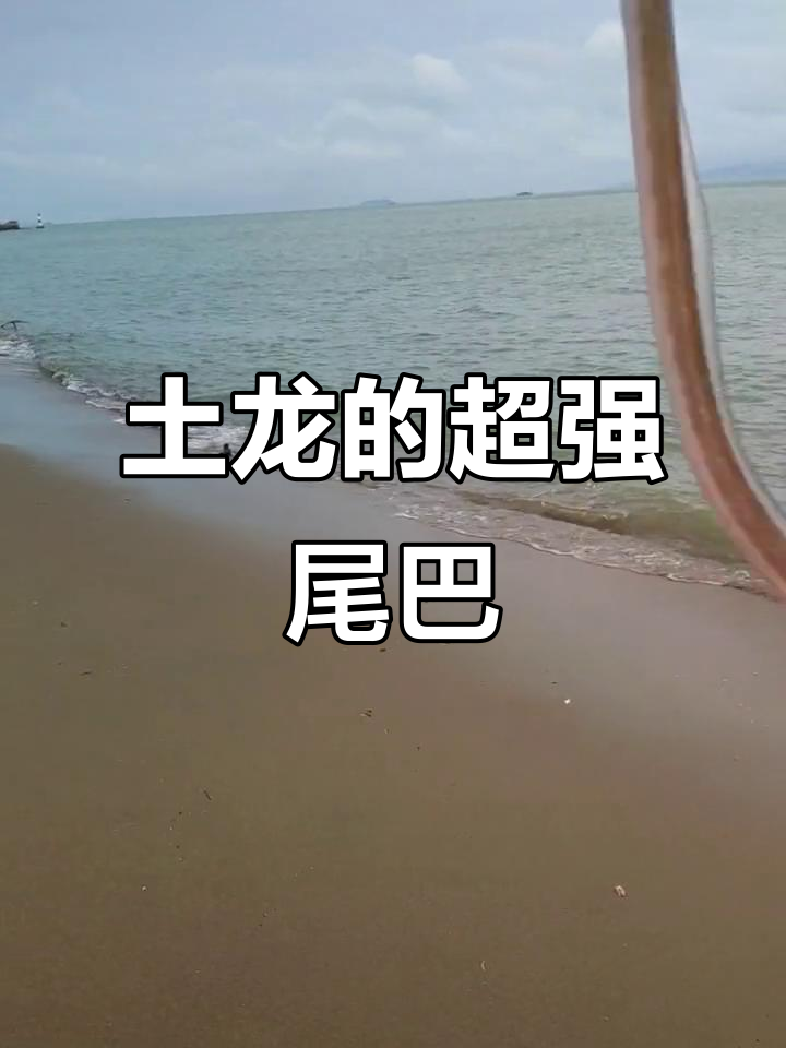 土龙尾巴太神奇,像钻泥沙的“钓鱼大师”