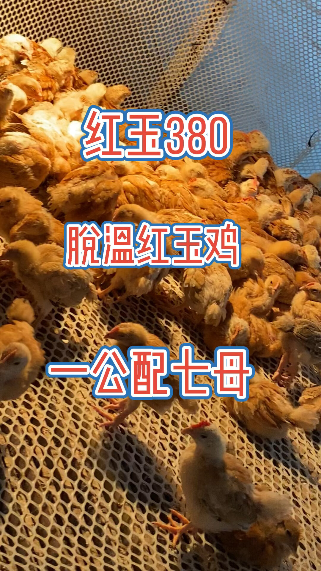 红玉380大红公鸡