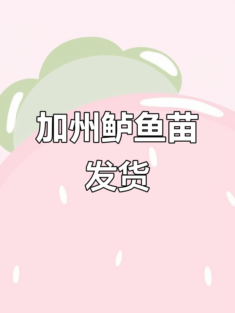 加州鲈鱼苗批发,26口出货背后的故事