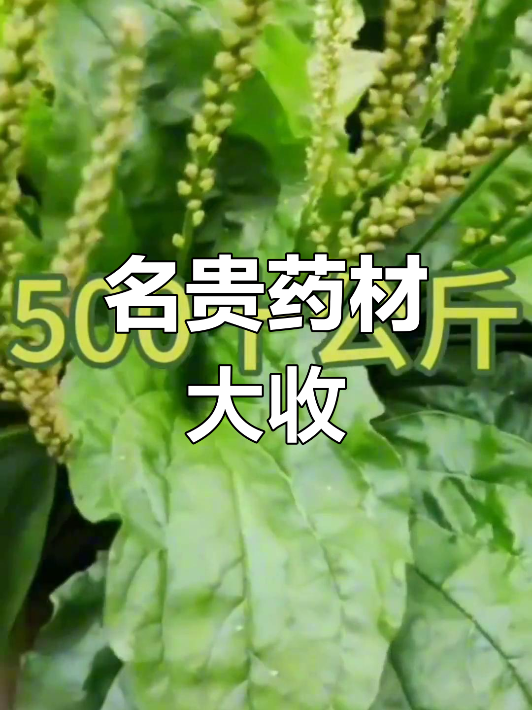 土茯苓、沙参等名贵药材大量收购,农村常见植物换钱机会