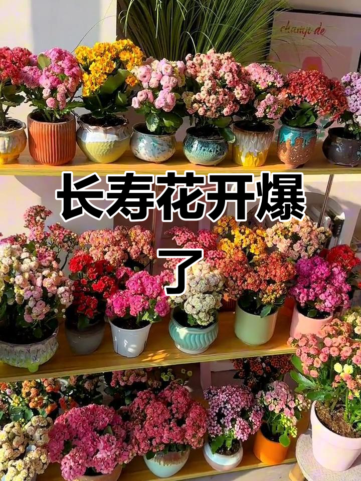 长寿花集体合影,爆开的美景让人惊艳
