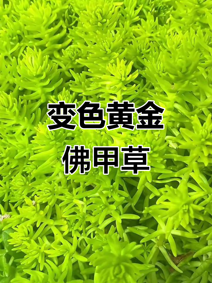 黄金佛甲草:光照变化颜色变,多肉植物中的美丽变色龙