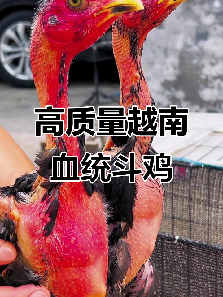 越南斗鸡苗纯种鬼子,贵州毕节发货