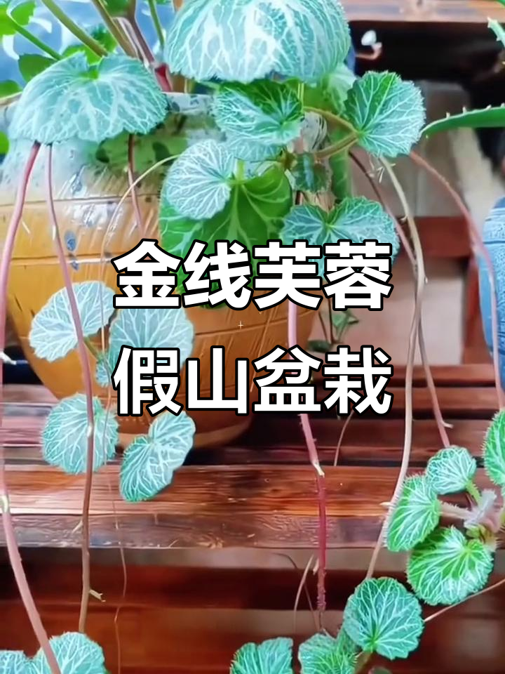 虎耳草与荷叶搭配,打造假山造景盆栽,金丝耳朵造型独特