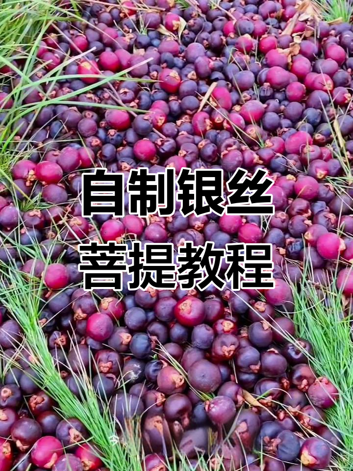 轻松搞定银丝菩提，鱼尾葵原果变美记