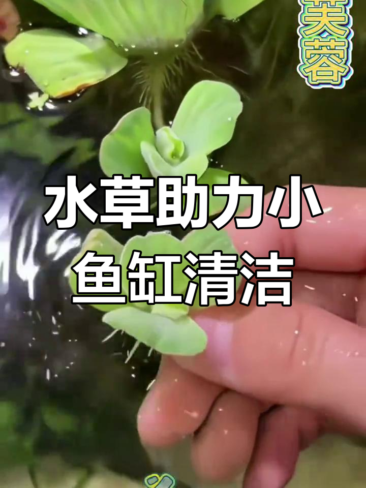 小鱼缸里的水草净化水质,浮萍根系成小虾乐园