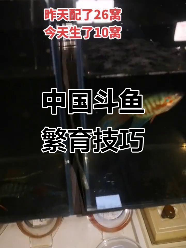 斗鱼繁殖技术揭秘,带你了解普叉的魅力