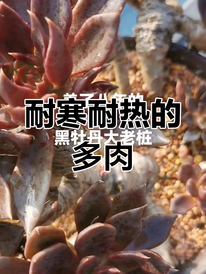 这棵黑牡丹多肉,八年养护无惧风雨