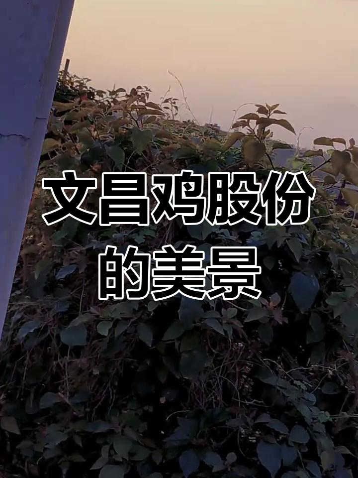 探访文昌鸡股份有限公司,潭牛美景尽收眼底