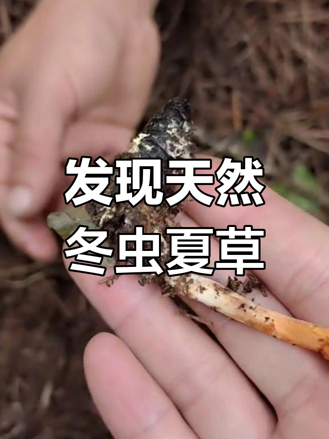 冬虫夏草的神奇生长过程