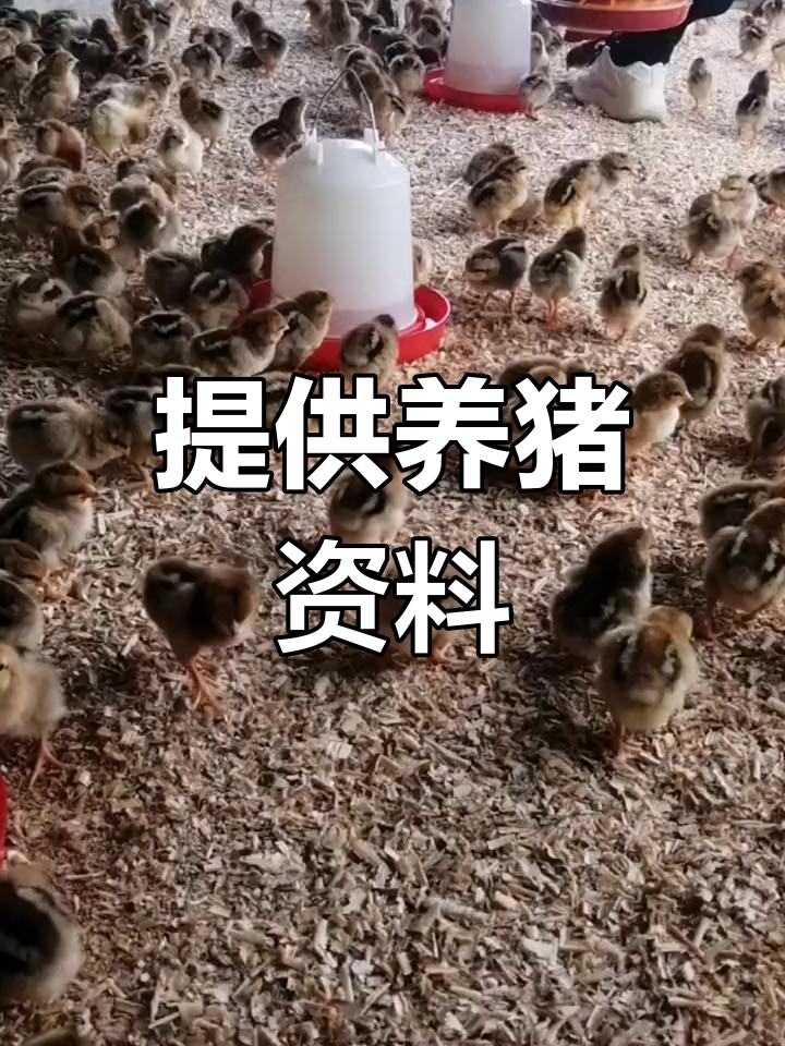 贵州贵阳白云区鸡苗批发与养殖技术指导