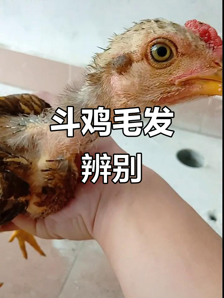 斗鸡场上的特写镜头，毛色难辨是火烧还是母鸡？