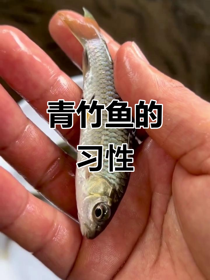 青竹鱼:淡水杂食性鱼类,偏爱浮萍与嫩草