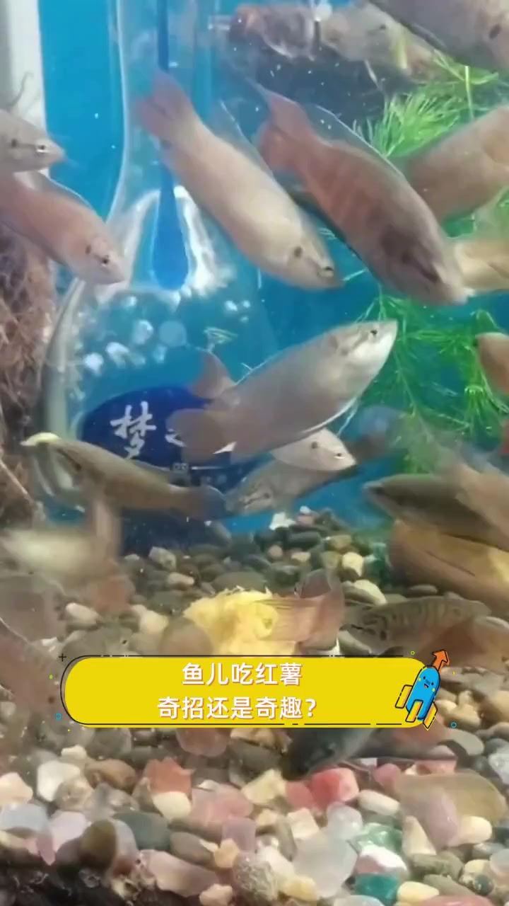 鱼儿吃红薯,奇招还是奇趣?