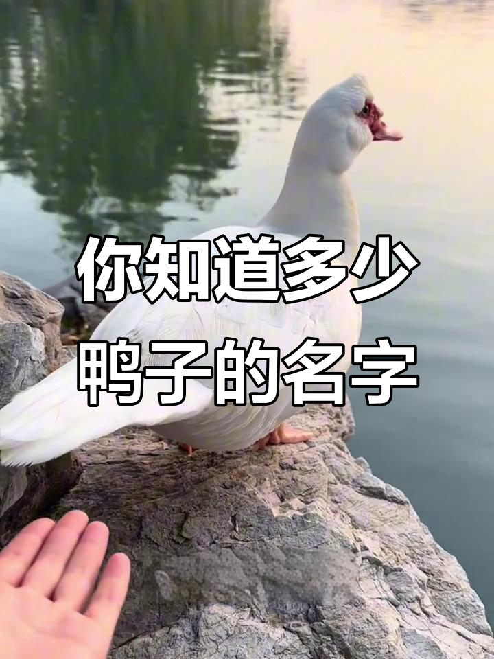 15种不同品种的鸭子，你认识几种？