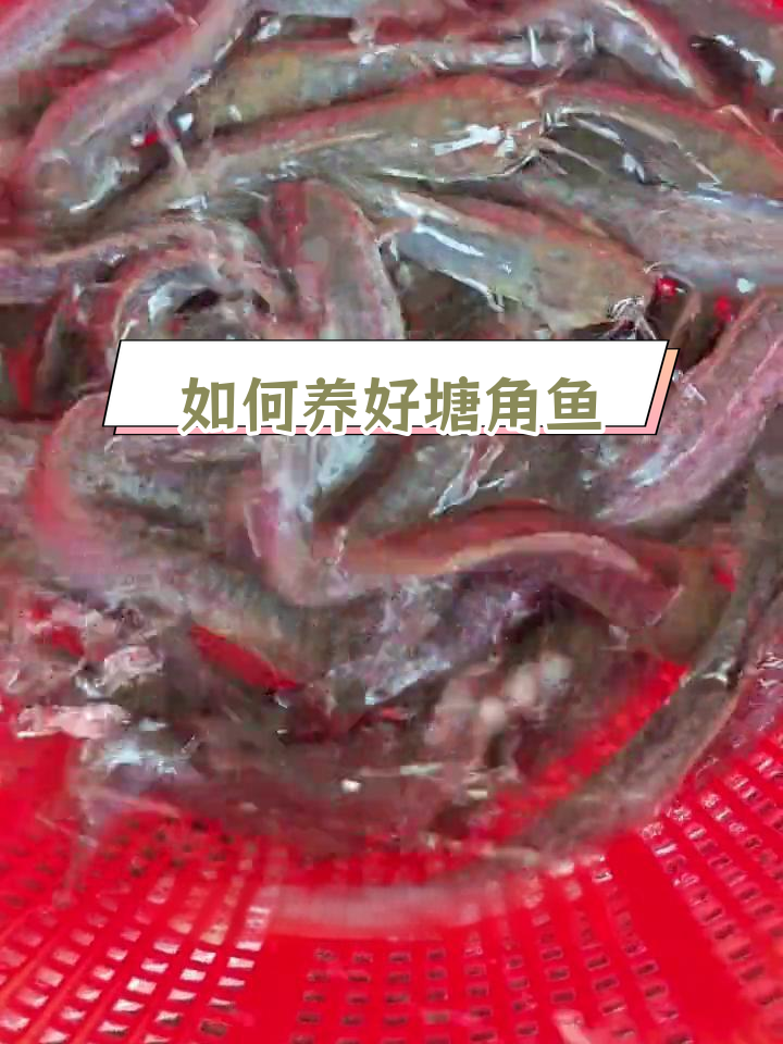 塘角鱼养殖技巧:高密度与细节管理