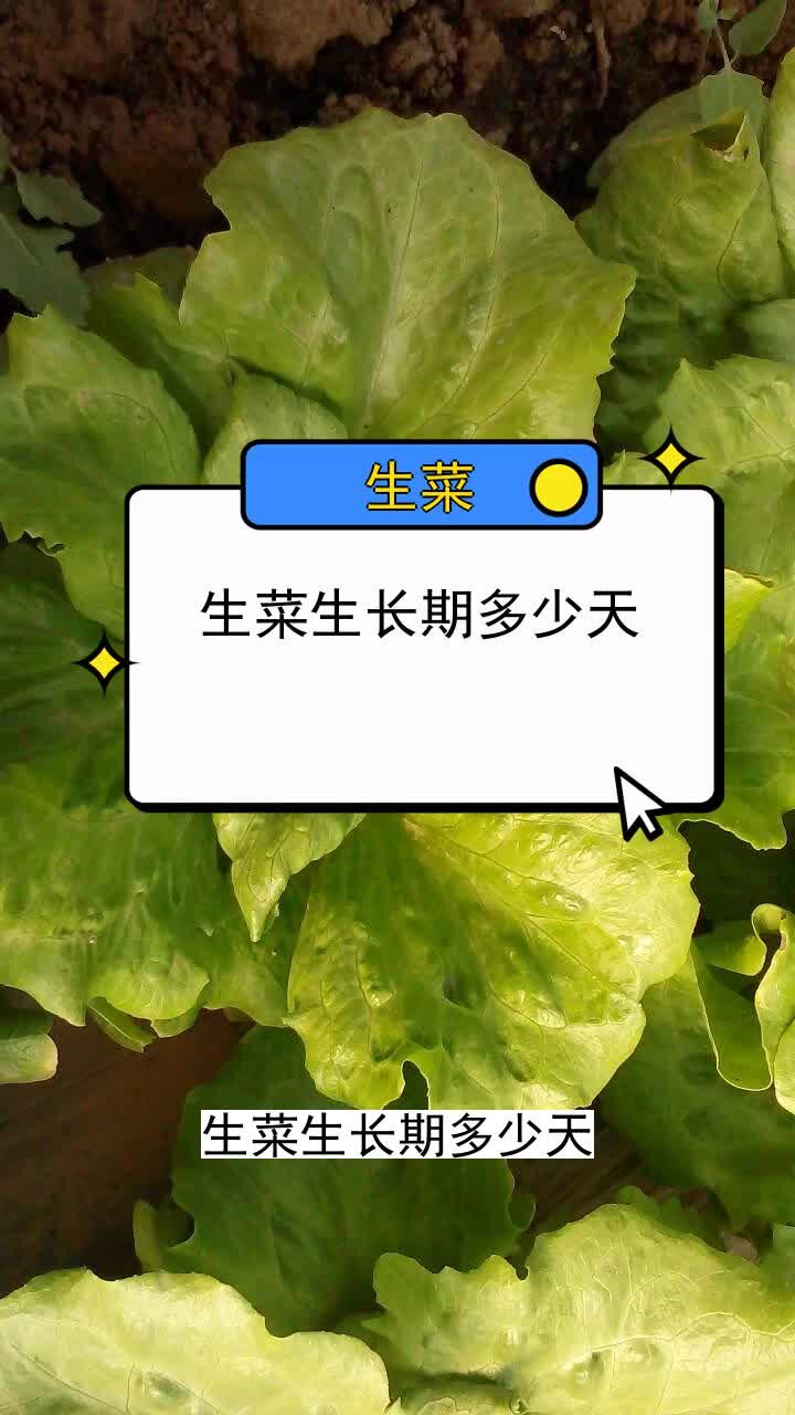 生菜生长期多少天 三农种植 农业种植