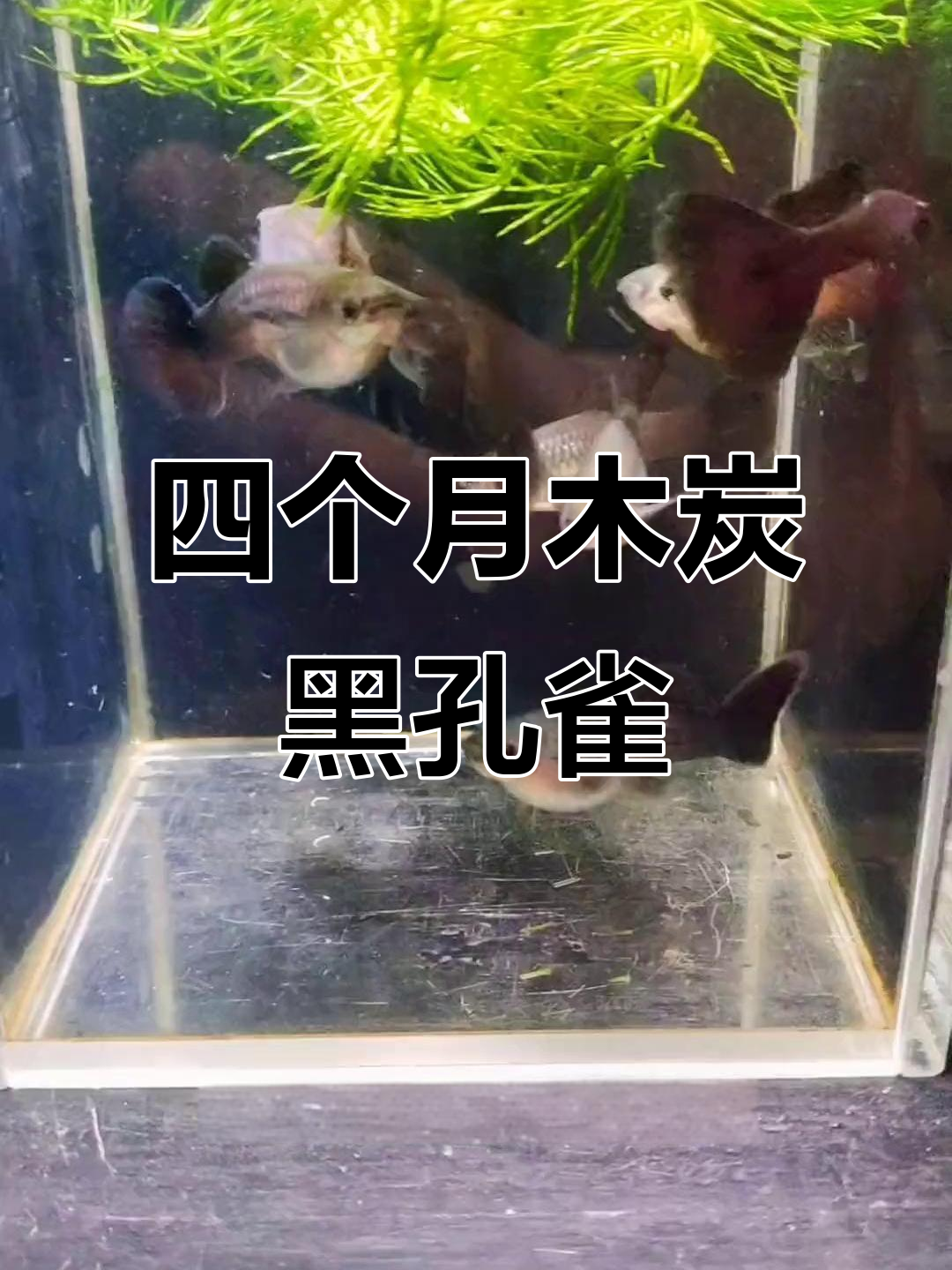 墨蓝孔雀鱼,四个月大肚子鼓胀,超萌!