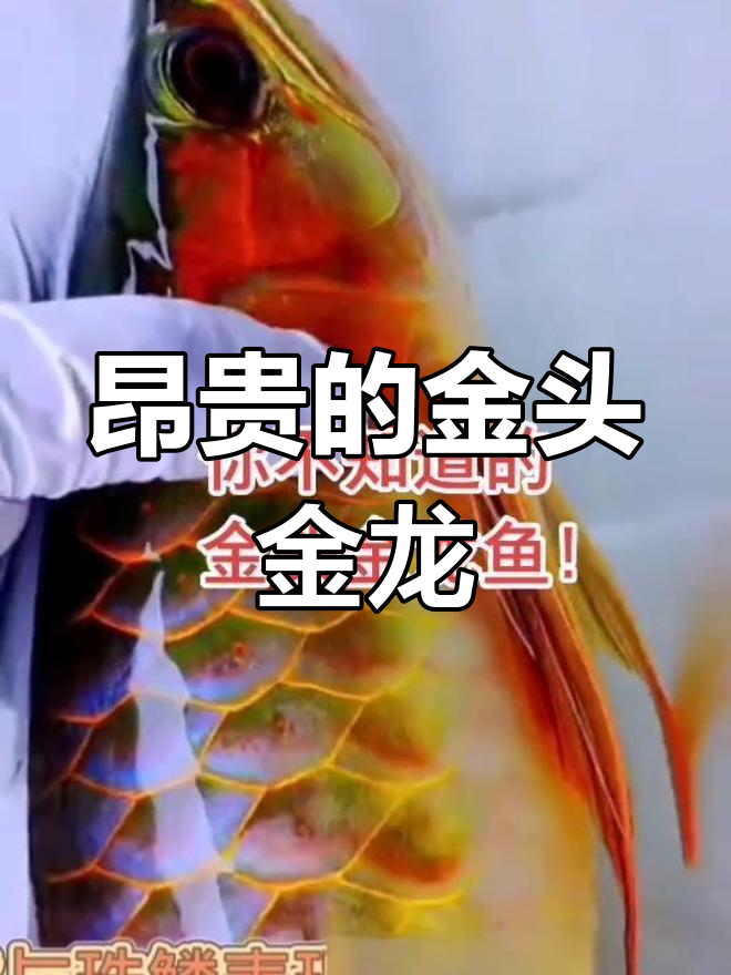 金头金龙鱼:极品之选