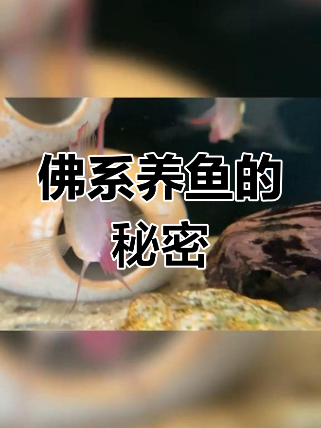玻利维亚凤凰鱼养护心得