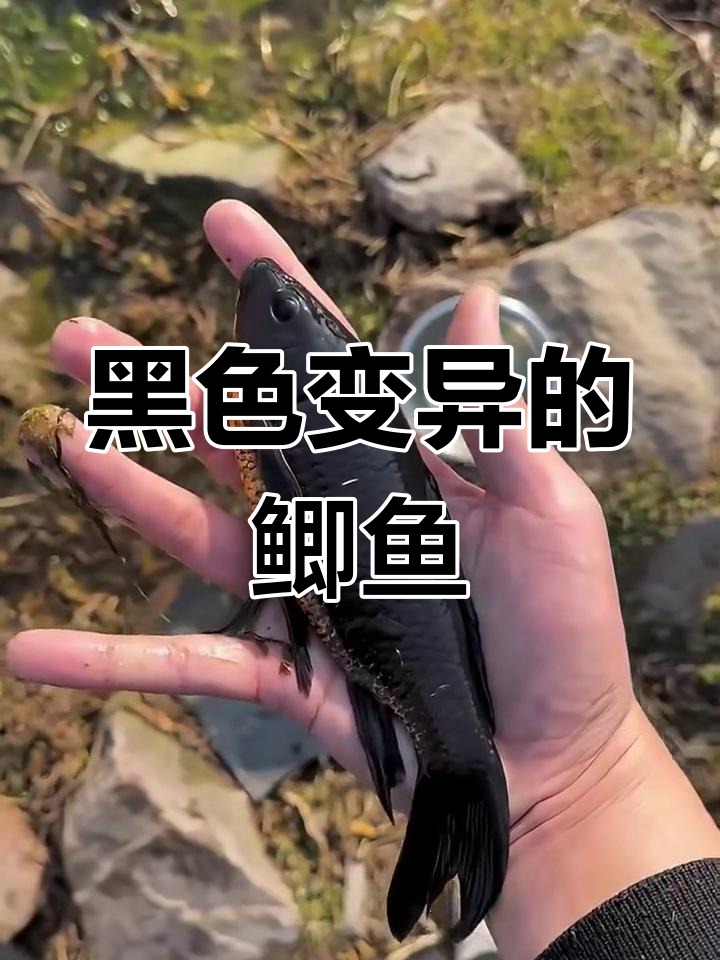 发现一条黑色变异鲫鱼,肚子竟然是橙色的!