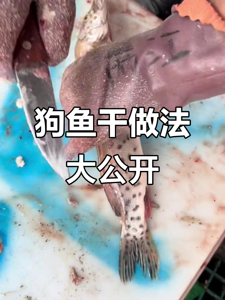 乌苏里江狗鱼干制作揭秘,炸蒸烤都行!