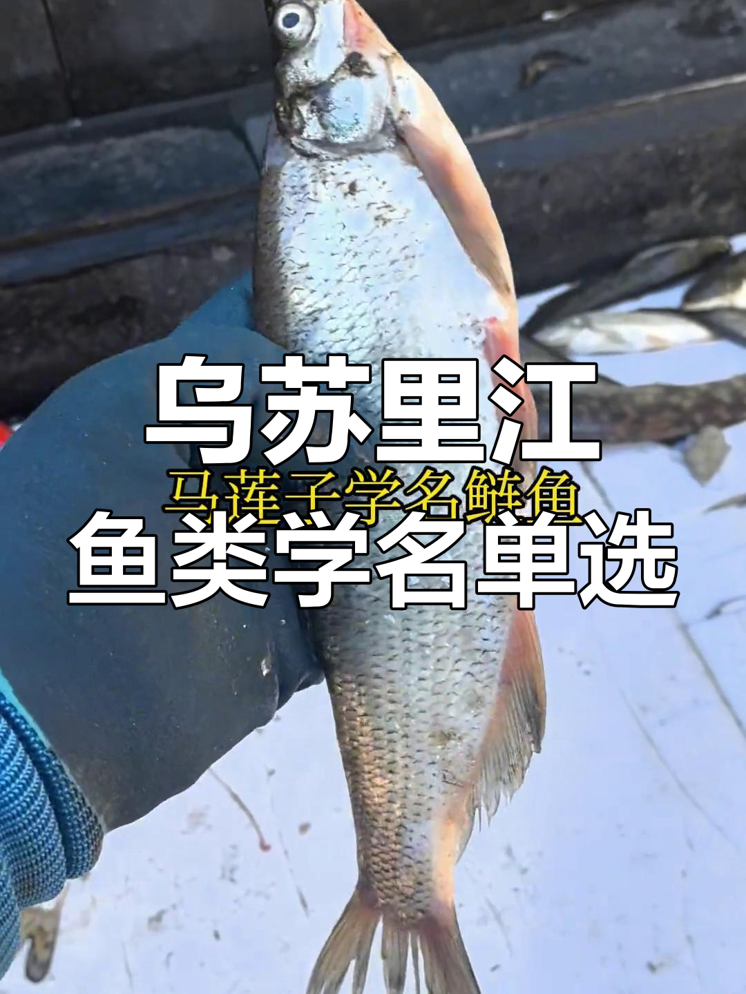 乌苏里江鱼学名大揭秘:从鳜鱼到黑斑狗鱼的名称解析