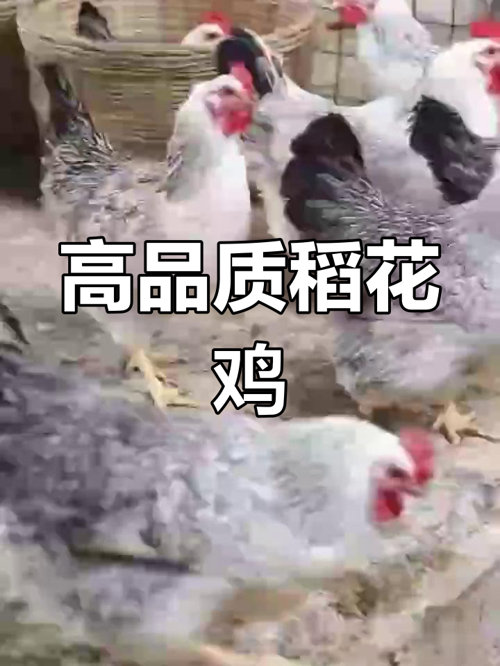 稻花鸡:高寒山区选育,抗病力强、蛋质优