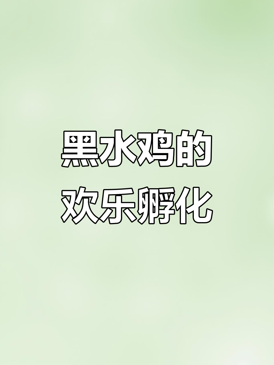 黑水鸡筑巢孵蛋,快乐得像个小精灵!