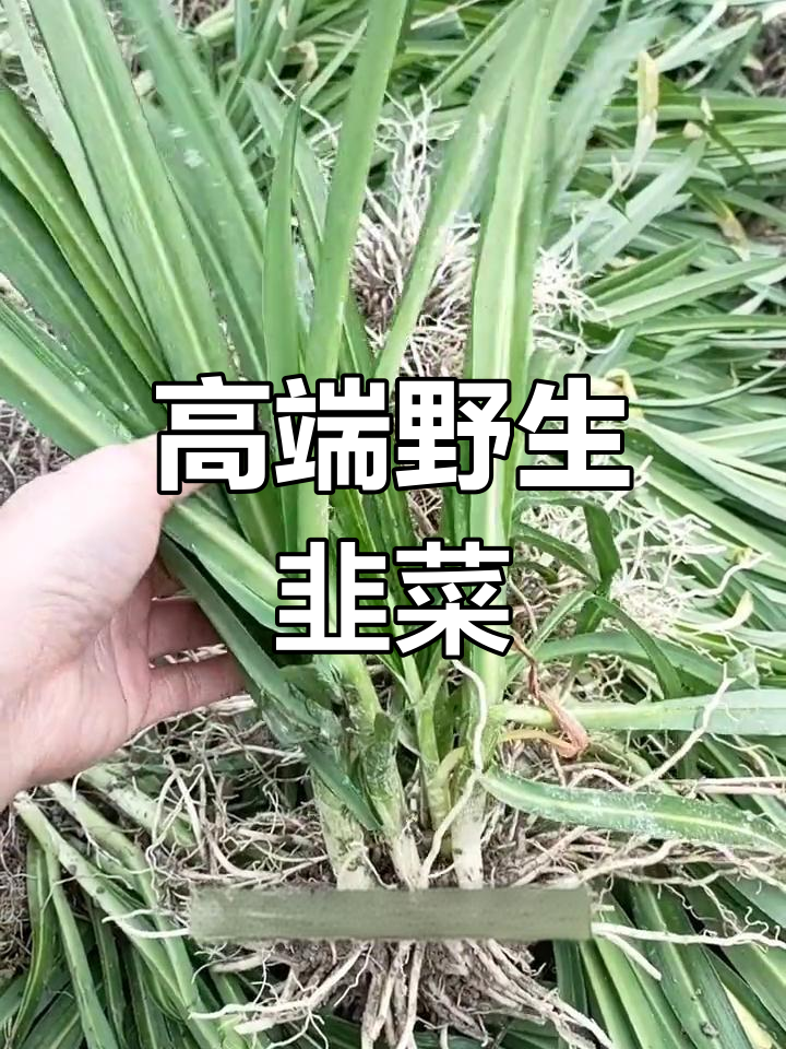 贵州深山野韭菜,营养丰富又美味