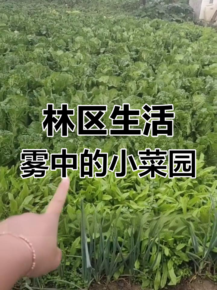 林区清晨的雾与菜园,绿萝卜和油麦菜的生长故事