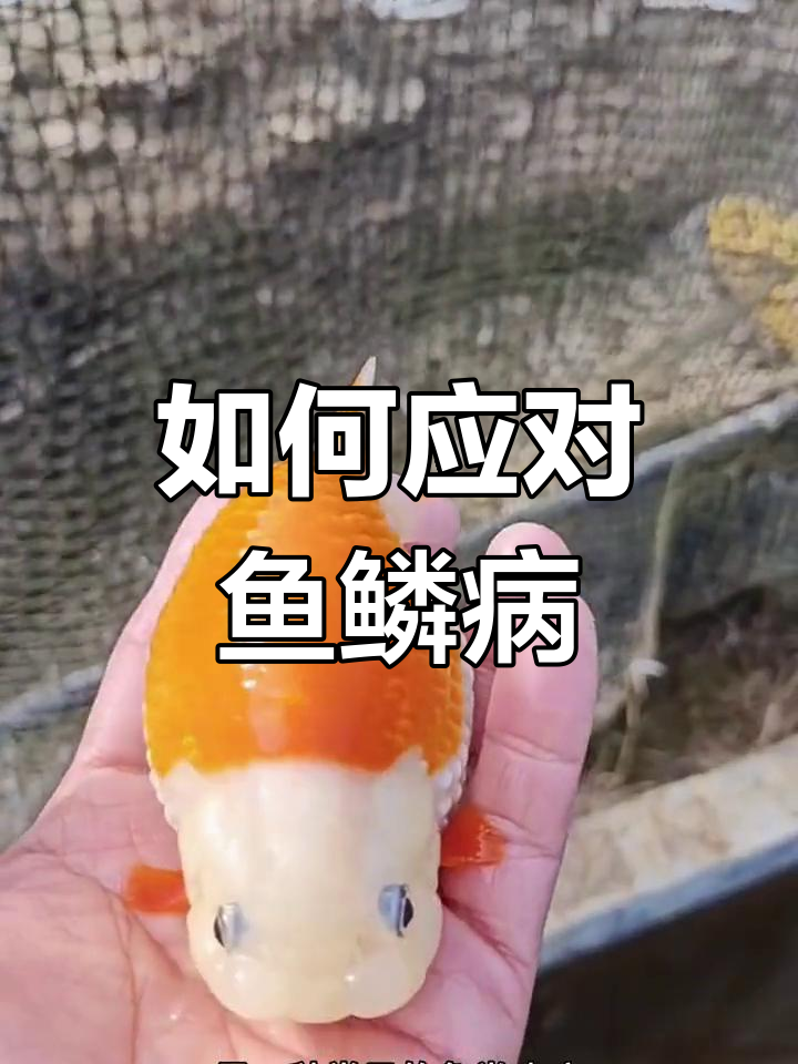 鱼儿炸鳞怎么办?新手必看治疗与预防方法