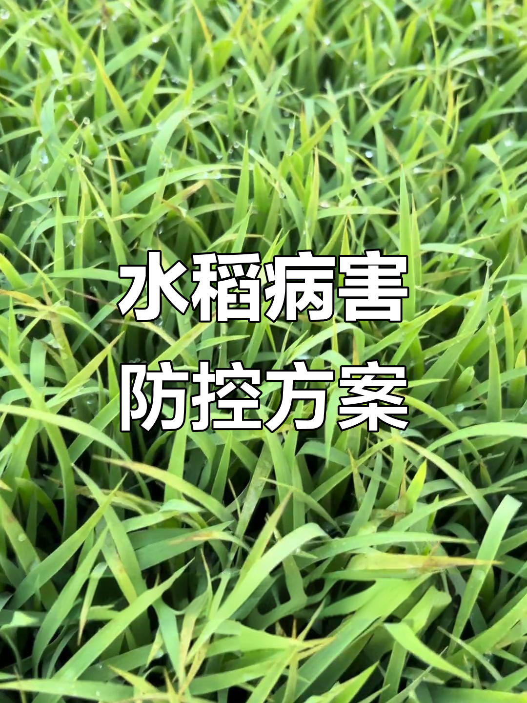 水稻细菌性褐斑病防治技巧,叶面肥与链霉素搭配使用效果显著