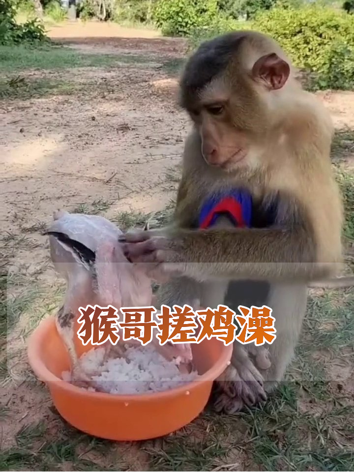 猴子给脱毛鸡做盐浴SPA,手法专业笑翻网友