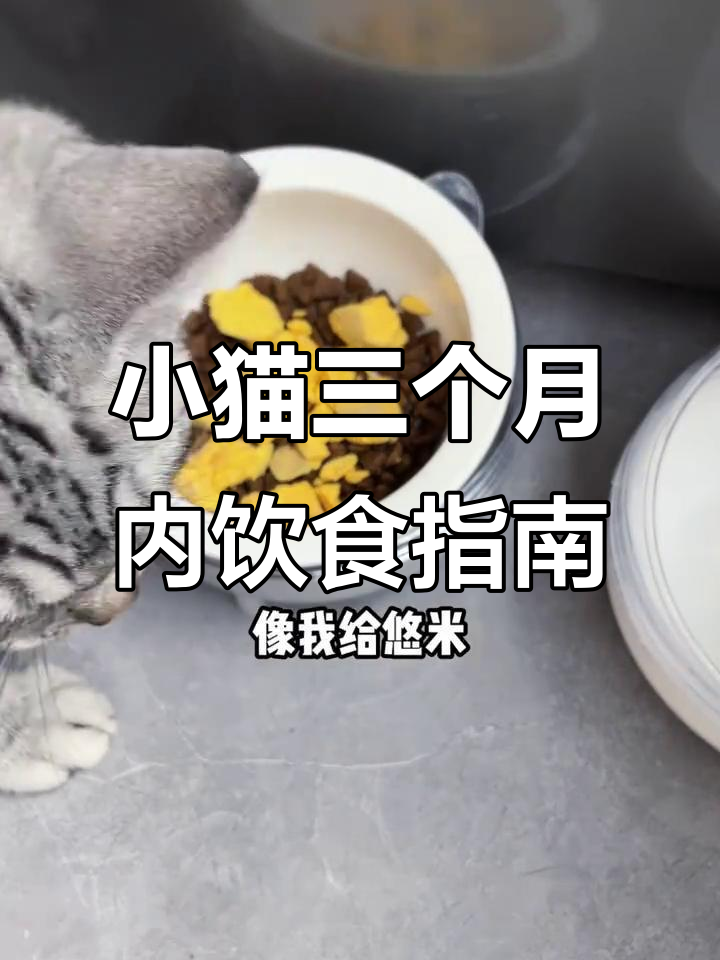 0-3月猫咪食谱全攻略,如何科学喂养小奶猫