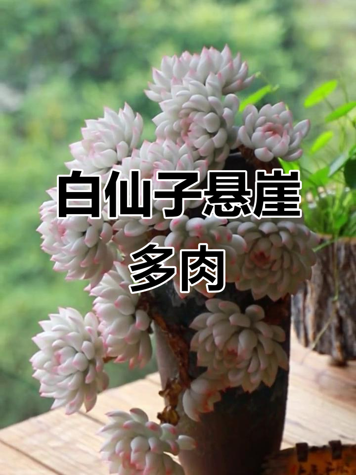 吉娃娃白仙子悬崖老桩仿真多肉植物,手工制作教程