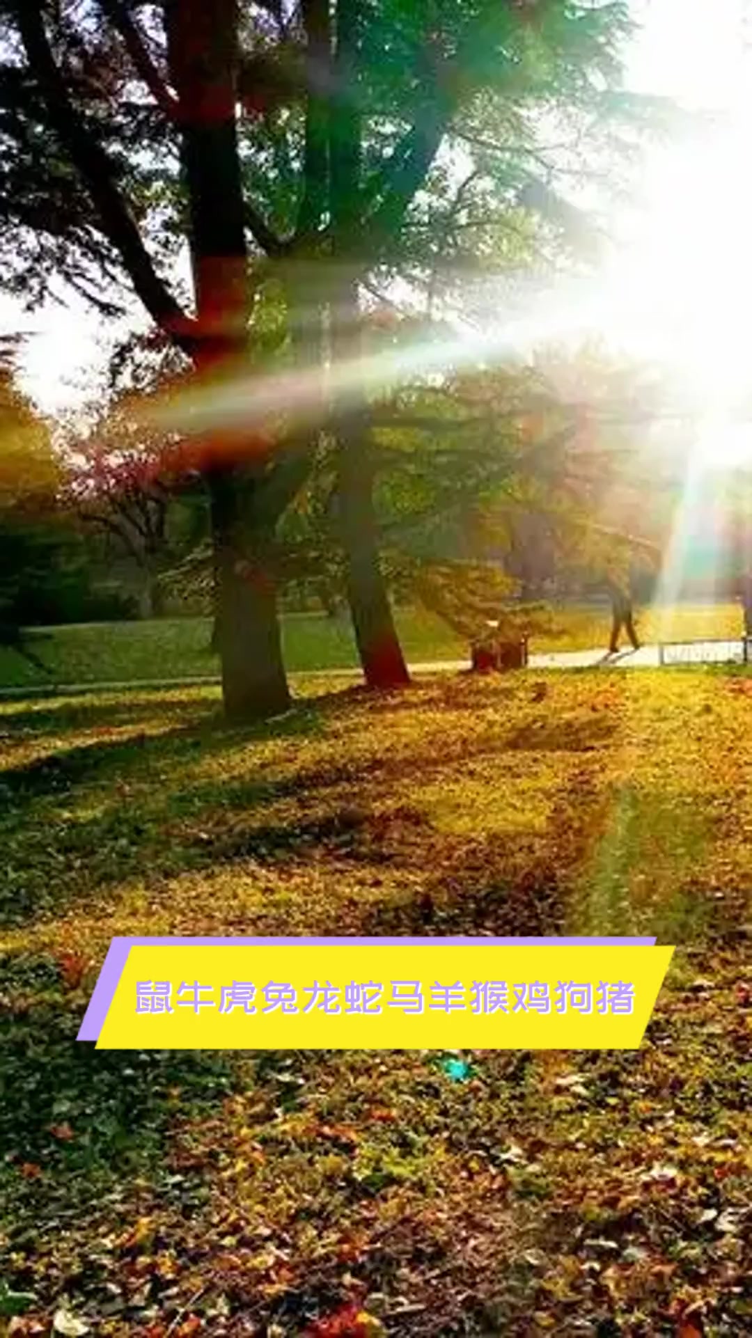 鼠牛虎兔龙蛇马羊猴鸡狗猪