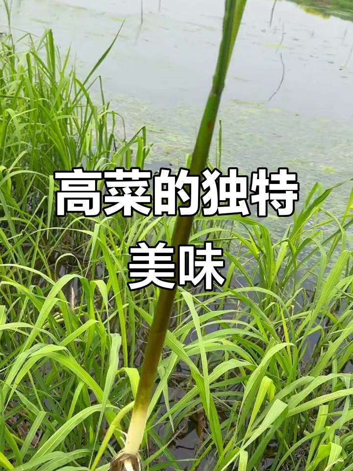 湖北洪湖的高菜，你尝过吗？鲜美又清香！