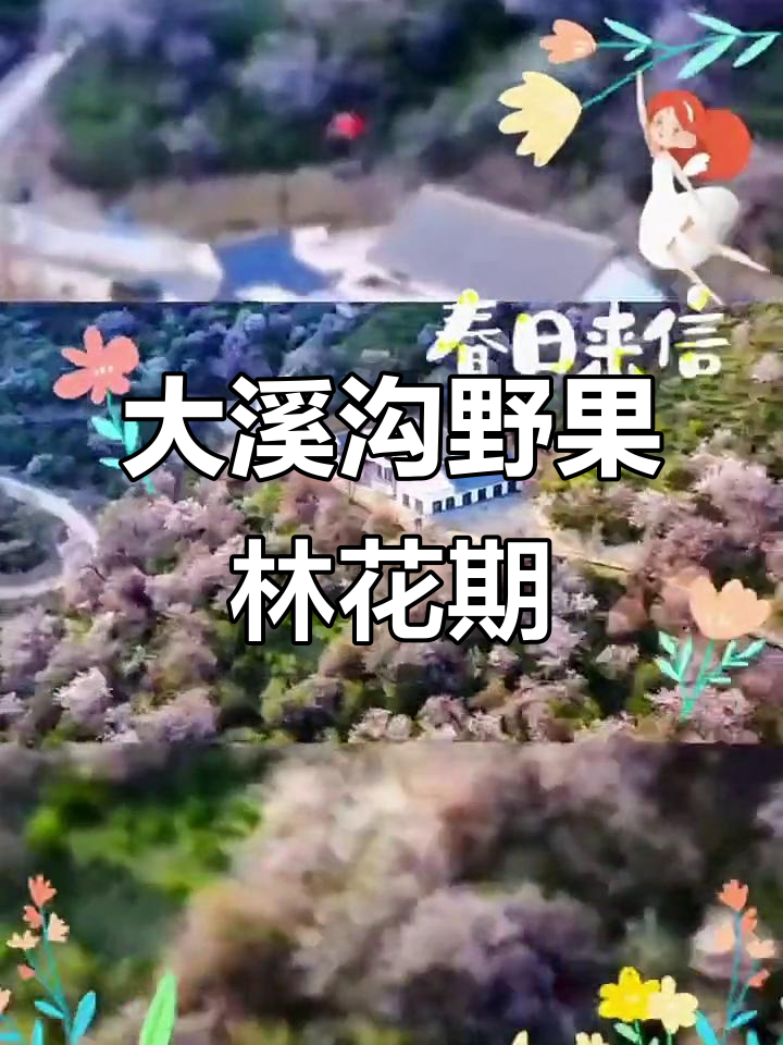 新疆大溪沟野果林:杏花与野生果树的美妙邂逅
