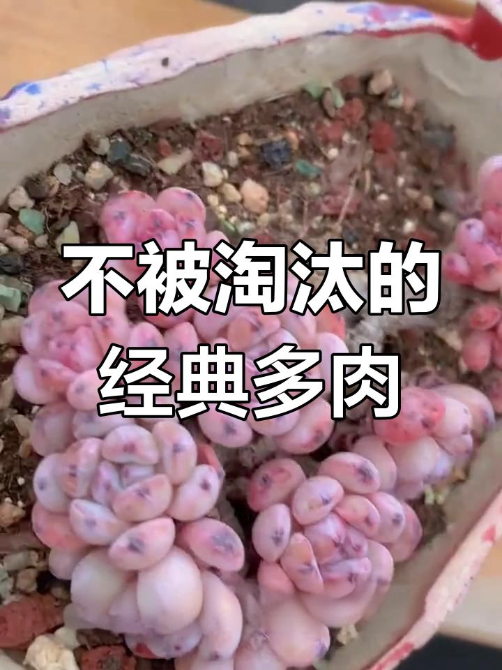 十年不淘汰的多肉,轻松养出极致状态