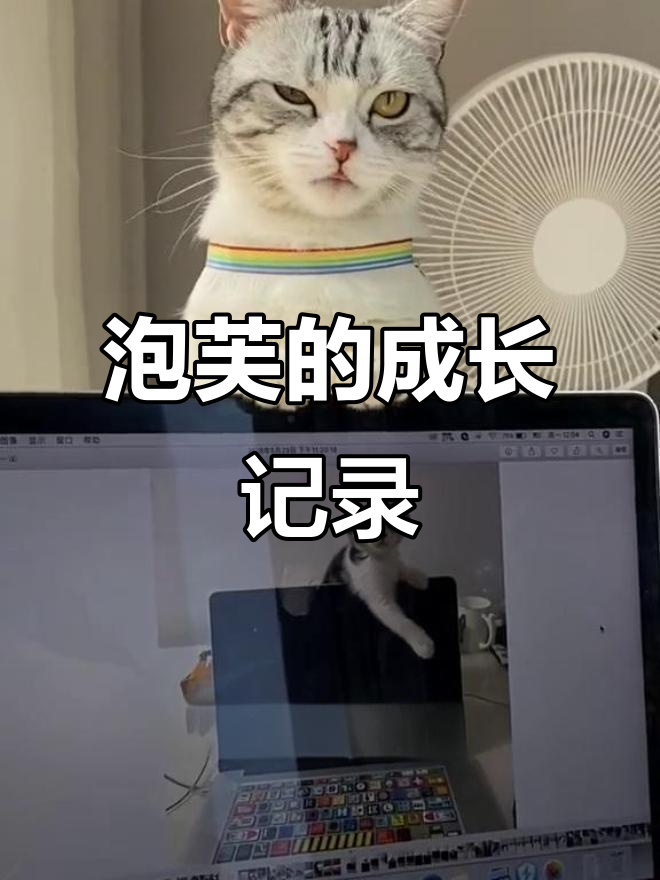 泡芙从小到大的成长变化,看看这些照片和视频