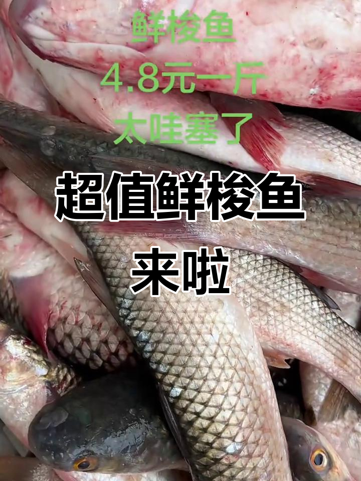 新鲜梭鱼到店,品质超乎想象!4.8元一斤,红烧煎炸都美味